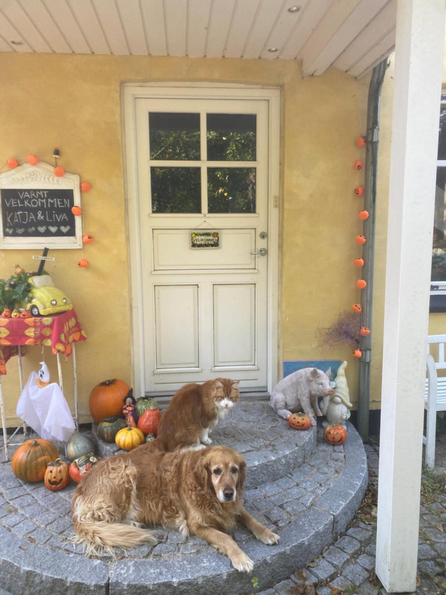 Hedehusene Katja B&B Roskilde Tutti Frutti Home المظهر الخارجي الصورة